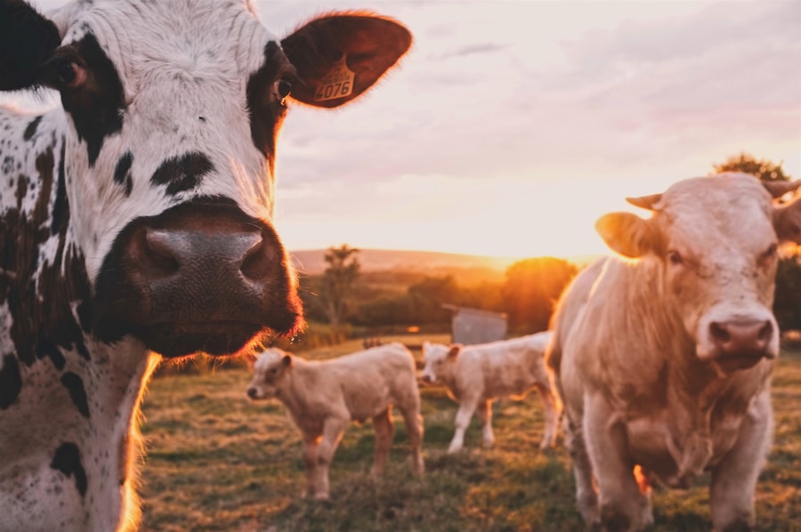 HygieneFX – Stallhygiene Produkt für professionelle Tierhaltung